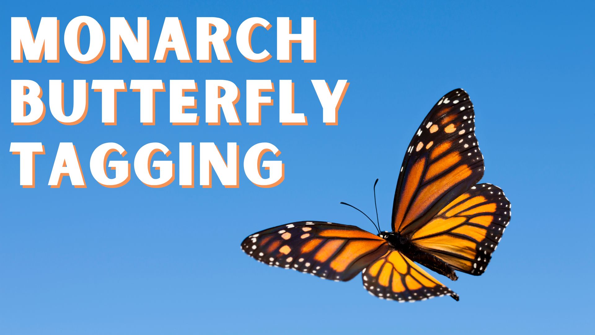 monarch butterfly tagging at lelah Bradley