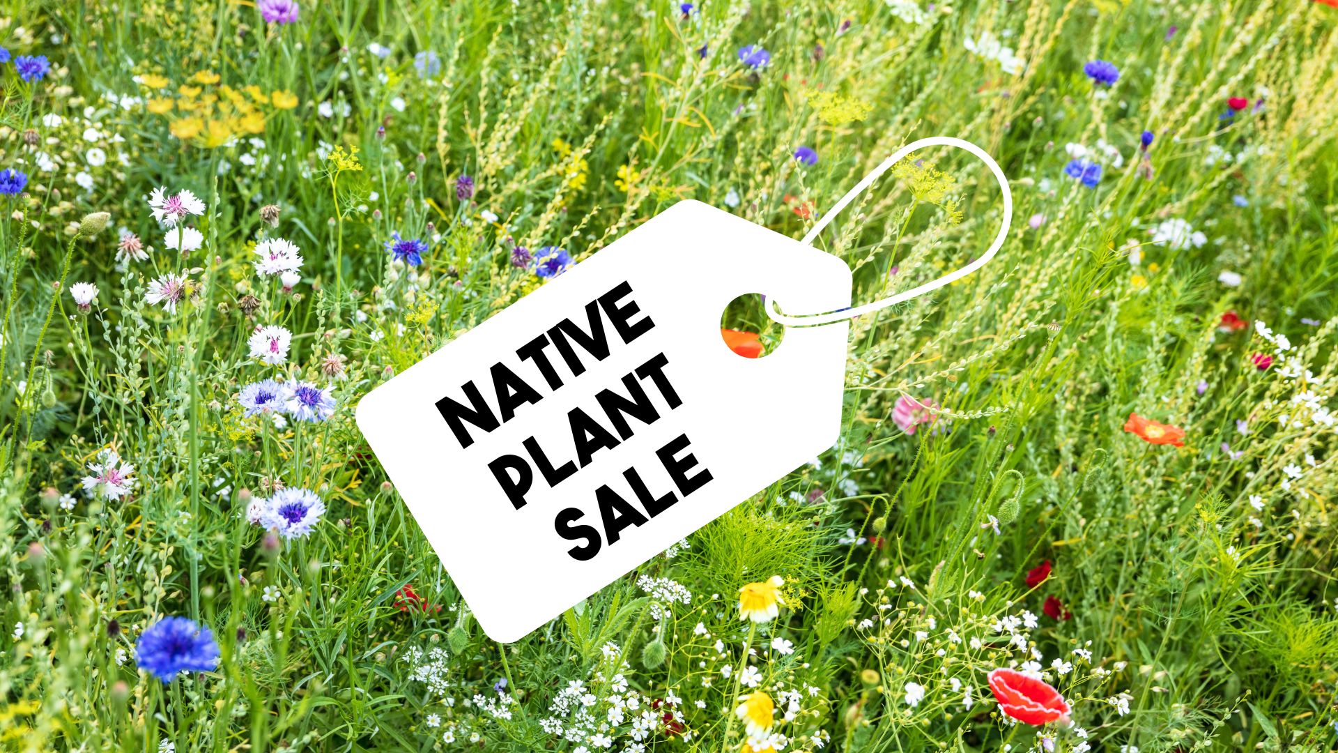 Native Plant Sale May 23rd at Lelah Bradley